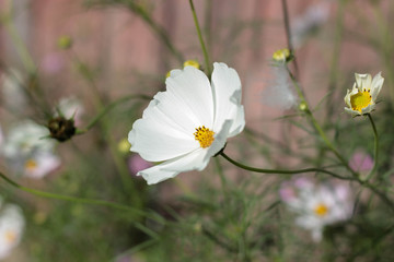 white flowers in garden