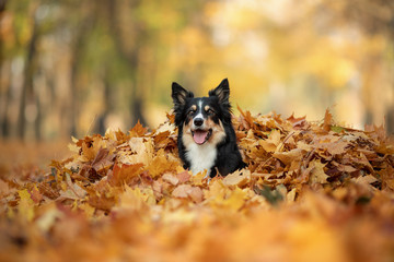 Dog in the yellow grass in autumn in the park. Pet for a walk. Tri-color Border Collie