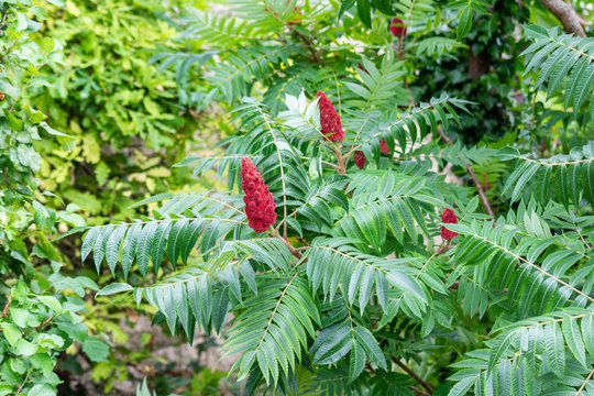 The red fruits of Staghorn sumac or velvet sumac ,Rhus typhina