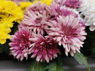 Gorgeous chrysanthemum flowers with dew drops. Close-up photo