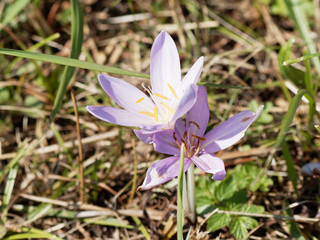 (Colchicum autumnale) Two Autumn crocus in a meadow