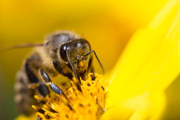 Honey Bee on a yellow flower collecting Pollen. Closeup of a wild Bee