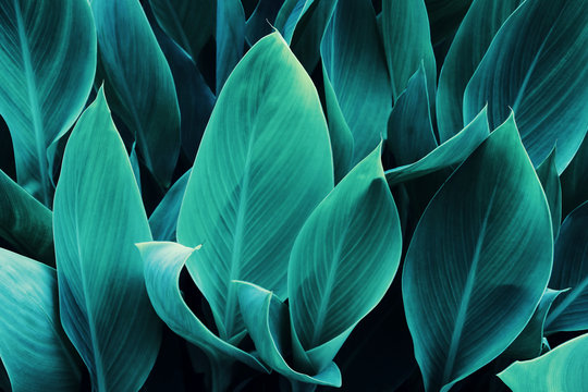 Tropical Leaves in Blue Tone Color Natural Pattern Background