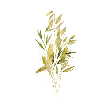 Watercolor wheat ears pattern.Image of ears of wheat on a white and colored background.