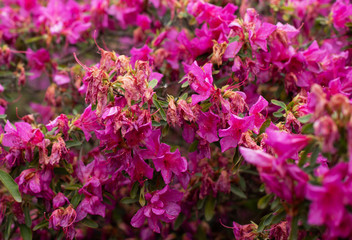 purple flowers blooming