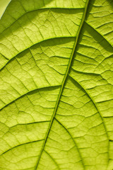 Fototapeta na wymiar Extreme close-up of a leaf of a young avocado tree with visible structure, selective focus
