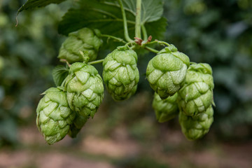 Fototapeta premium Hop cones on a bush, natural background and selective soft focus. León, northern Spain