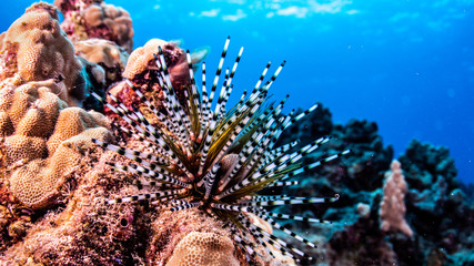 Seeigel im Korallenriff