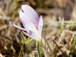Close-up on Autumn crocus or meadow saffron