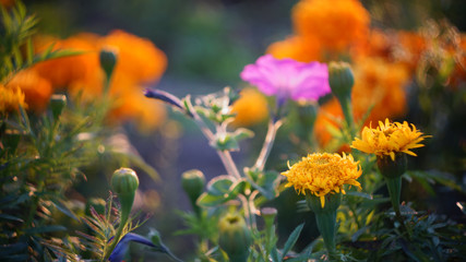 beautiful floral background. marigolds yellow orange at sunset.