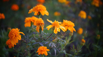 beautiful floral background. marigolds yellow orange at sunset.