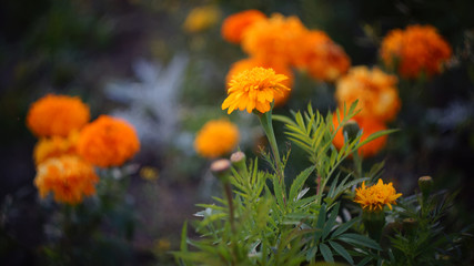 beautiful floral background. marigolds yellow orange at sunset.