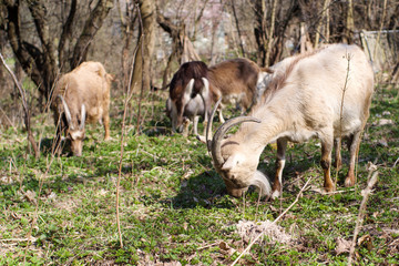 Naklejka na ściany i meble Herd of goats pasts on meadow on spring sunny day