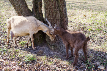 Two goats, mother and the daughter grazing in a meadow on a sunny spring day