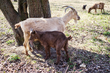Two goats, mother and the daughter grazing in a meadow on a sunny spring day