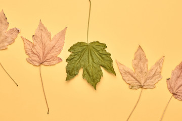 Autumn fall Background. Maple Leaf set on orange Color. Fashion mood. Creative minimal Flat lay. Design Art concept, Fun sweet style. Pastel autumnal color, surrealism concept