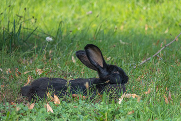 on a green meadow a black rabbit lies and looks into the camera and puts on the ears