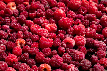 A large amount of raspberries is scattered on the table.