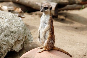 auf einem Stein sitzend beobachtet ein Erdmännchen die Umgebung, Suricata