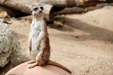 aufmerksames Erdmännchen auf Beobachtungsposten, lateinisch suricata
