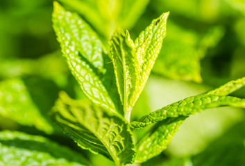 Fresh Mint leaves in garden