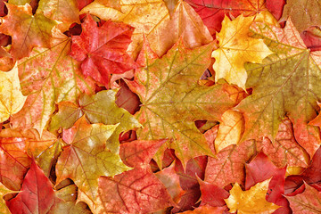 Colorful autumn leaves