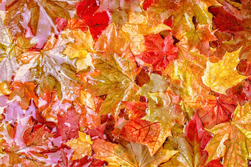 Colorful autumn leaves