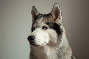Portrait of a dog breed Siberian Husky on a light background. the dog has blue eyes and gray-white color. horizontal