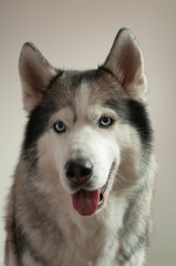 Portrait of a dog breed Siberian Husky on a light background. the dog has blue eyes and gray-white color. vertical