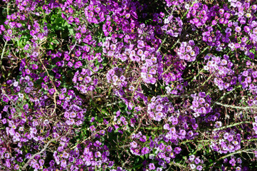 Obraz premium Purple sweet Alyssum in the garden, Lobularia maritima.