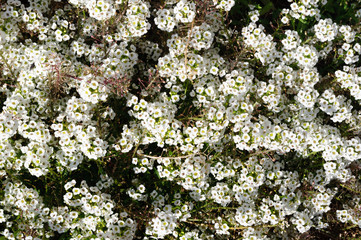 White sweet Alyssum in the garden, Lobularia maritima.