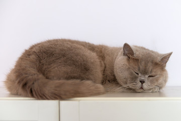 British Shorthair cat lying on white table