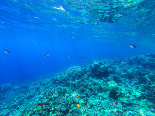 Fototapeta na wymiar Sea underwater and coral reef.