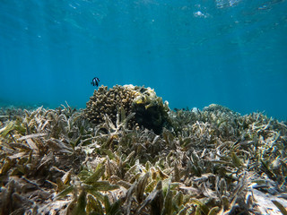 Sea underwater and coral reef.