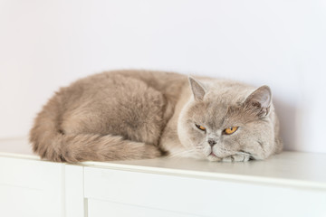 British Shorthair cat lying on white table