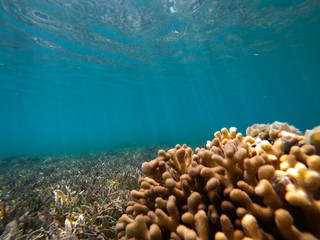 Naklejka na ściany i meble Sea underwater and coral reef.