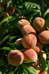 Many peaches on a tree branch grow and ripen.