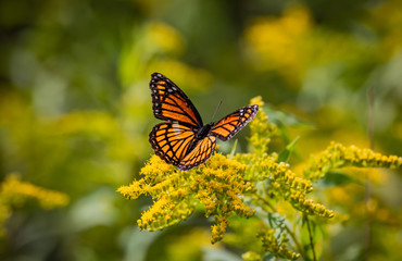 butterfly on a flower