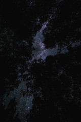 Bottom view of the starry sky with the milky way in the night forest