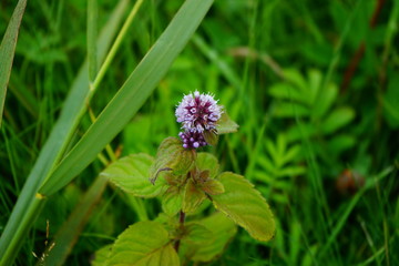 Wild pink orchid