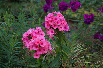 Hortensien Blüte in Pink