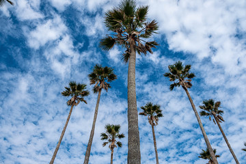 Obraz premium 宮崎の観光地青島にそびえ立つヤシの木