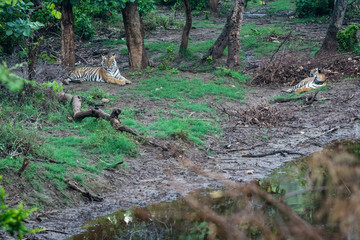 Wild bengal tigers mating pair resting in nature abode just after rain on a scenic location at ranthambore tiger reserve, rajasthan, india - panthera tigris