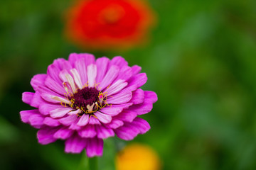 Obraz premium pink flower