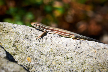 Common wall lizard ( Podarcis muralis ) sunbathing