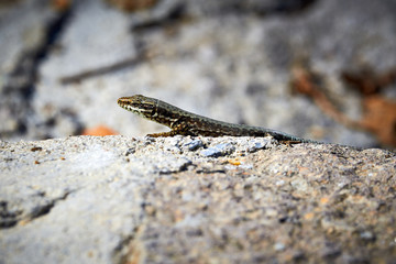 Common wall lizard ( Podarcis muralis ) sunbathing