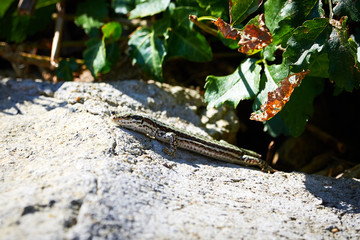 Common wall lizard ( Podarcis muralis )