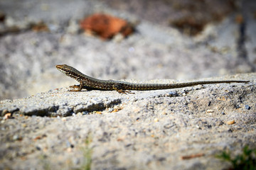 Common wall lizard ( Podarcis muralis ) sunbathing