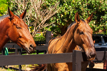 Fototapeta premium Cavalos IMG_1459