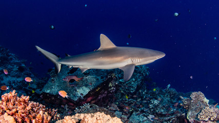 Riffhaie an Putzerstation Molokini Krater © Heiko der Urlauber